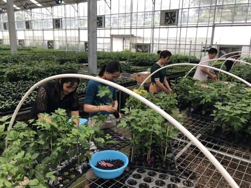 黄金台农紫香满天星百香果苗当年挂果脱毒种苗无毒隔离