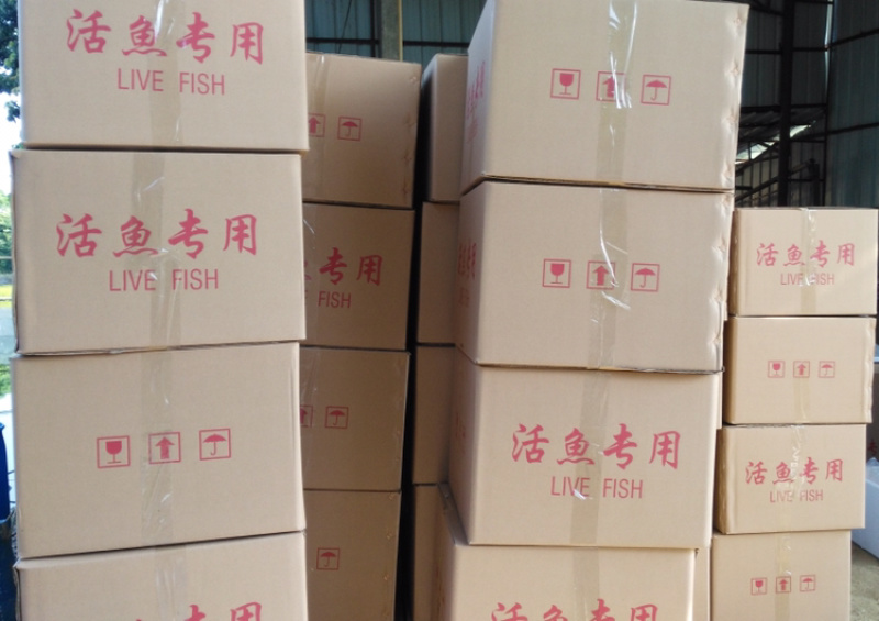 鱼苗养殖基地直售笋壳鱼苗广东笋壳鱼苗批发
