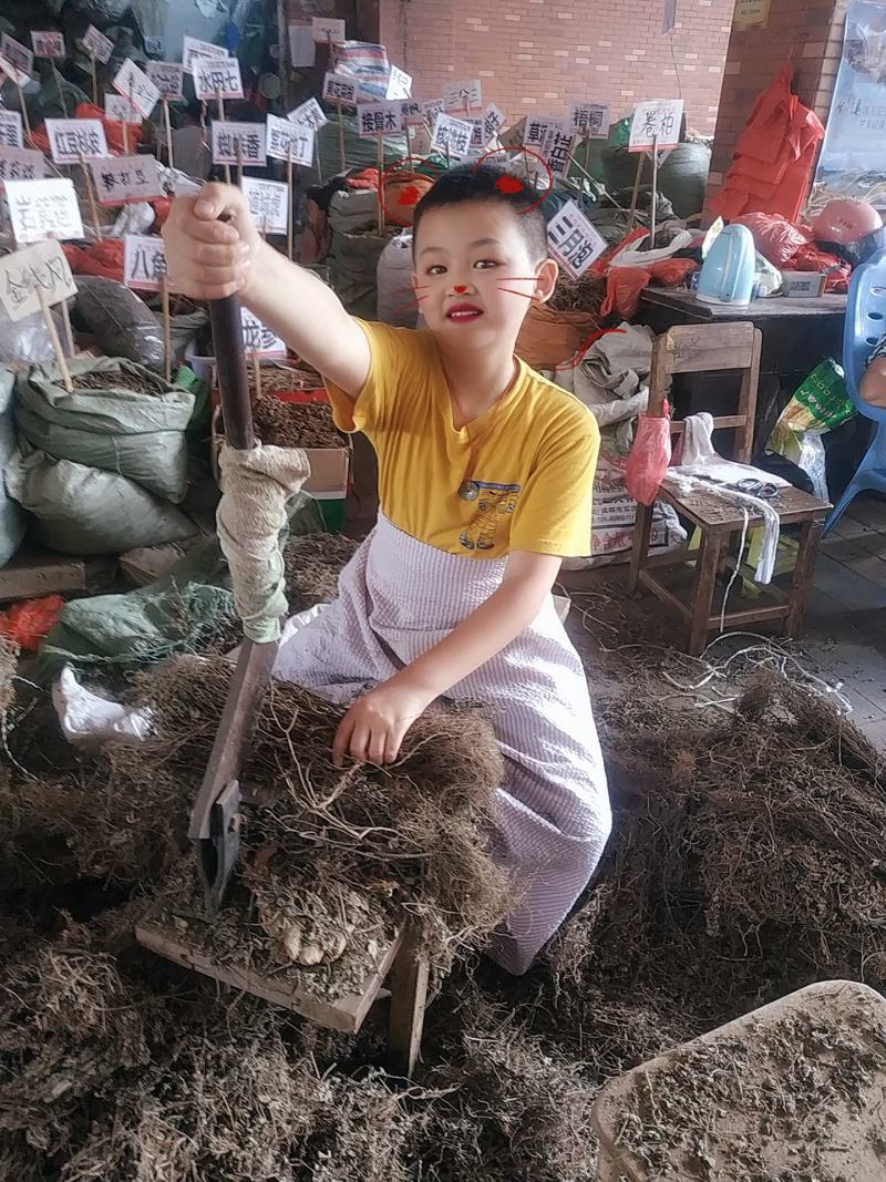冬凌草～新货～量大优惠～质量好欢迎咨询采购