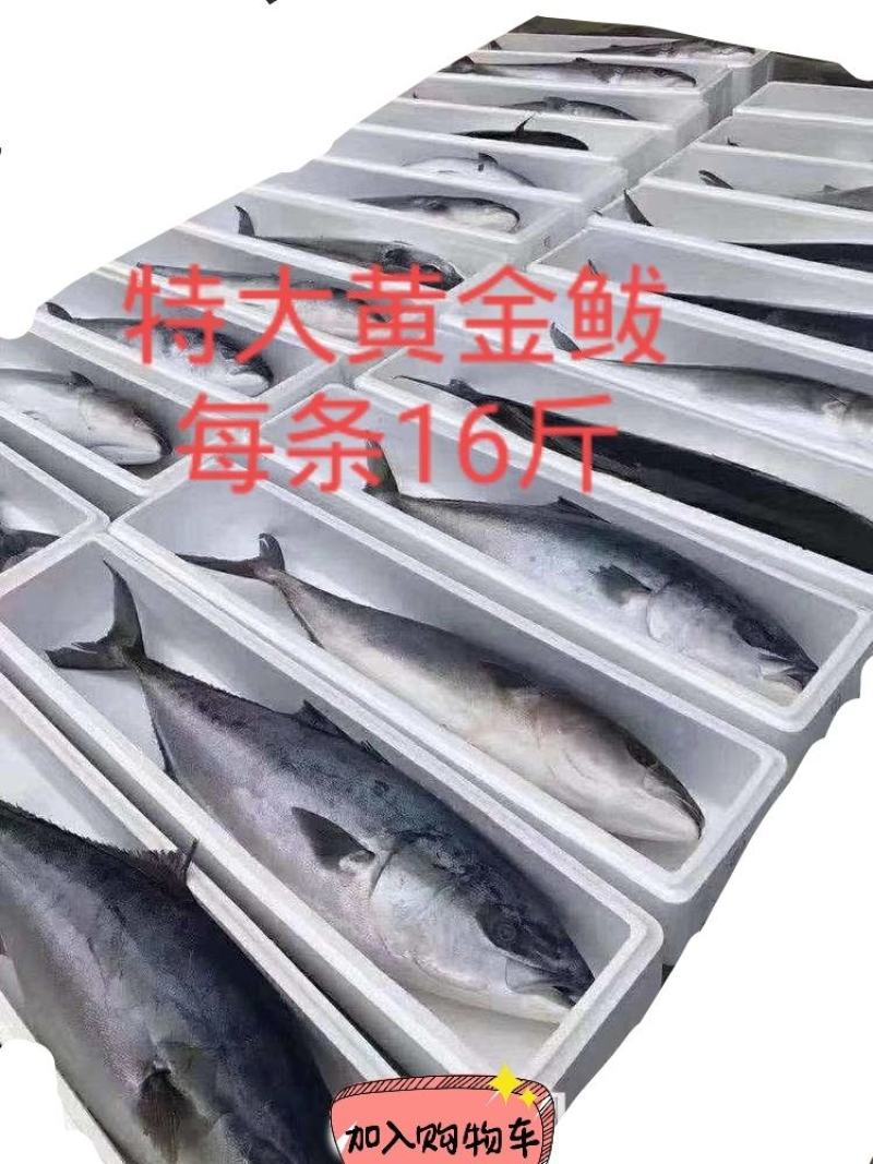 特大黄金鲅鱼深海鱼非金枪鱼也非马鲛鱼可做水饺鱼丸