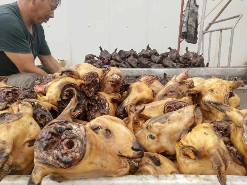 内蒙古锡林郭勒草地羊头，火燎羊头，一个二三斤，羊头馆合适