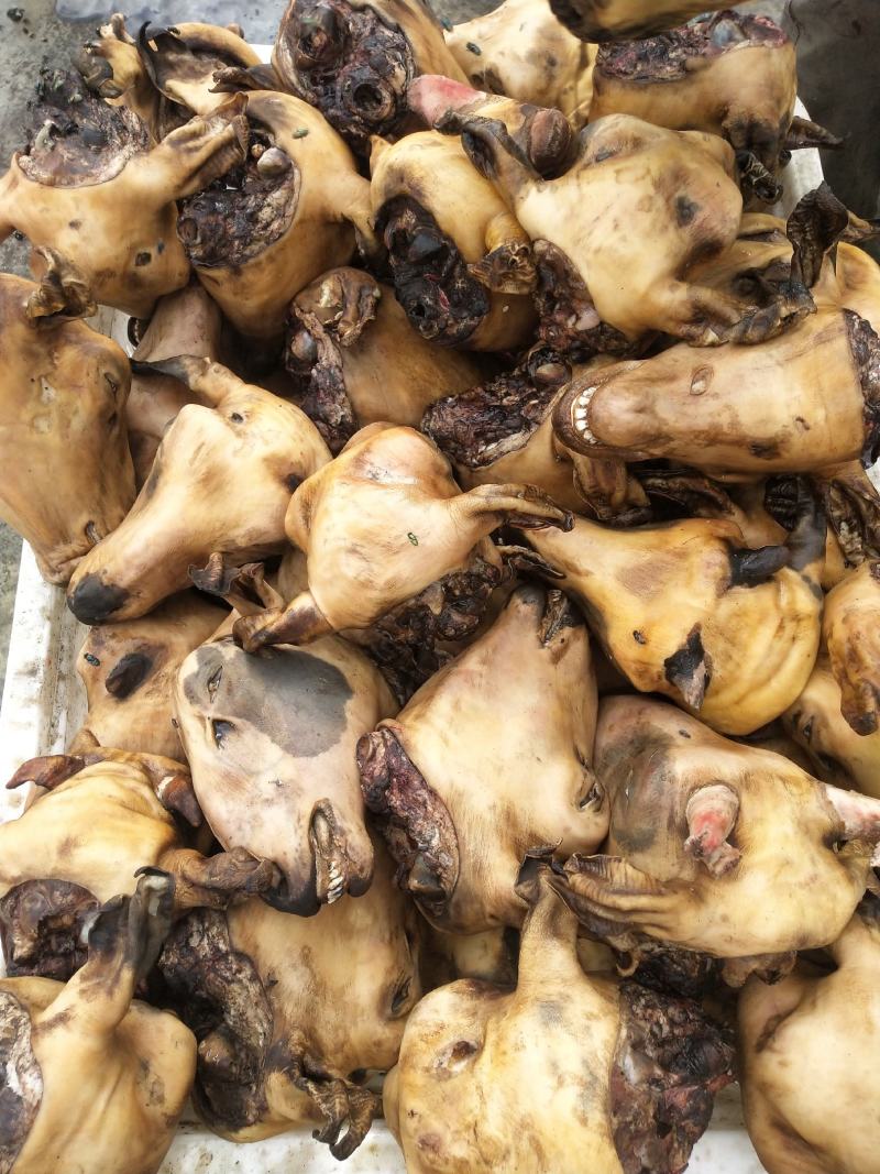 内蒙古锡林郭勒草地羊头，火燎羊头，一个二三斤，羊头馆合适