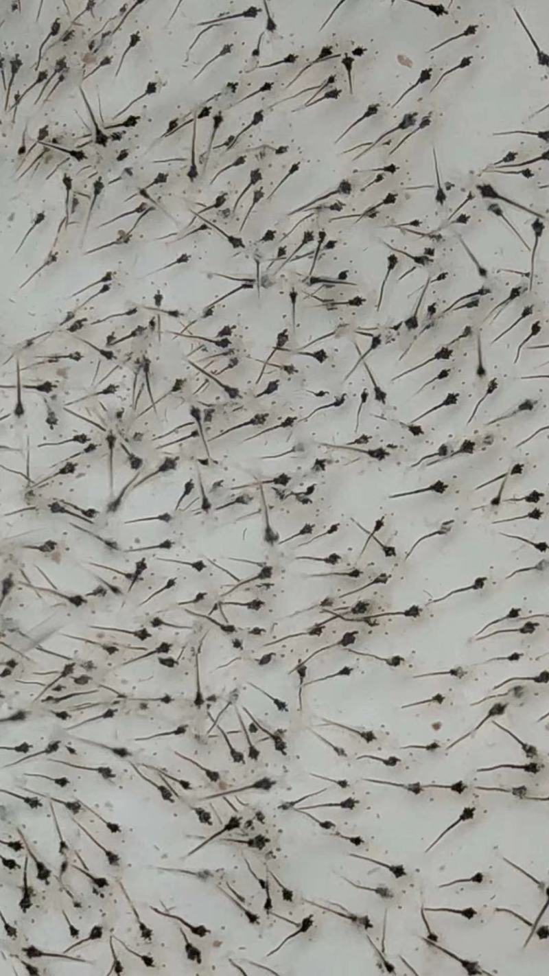 南美白对虾苗南美白对虾虾苗一代苗可淡化淡水养殖虾苗