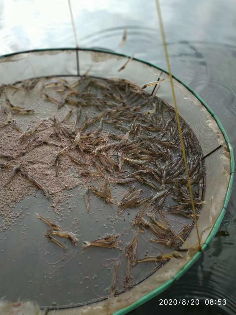 南美白对虾苗南美白对虾虾苗一代苗可淡化淡水养殖虾苗