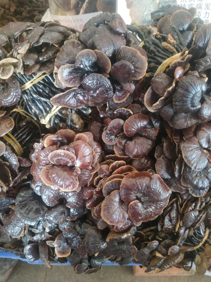 灵芝～野生紫芝～紫灵芝质量保证～1斤起售～