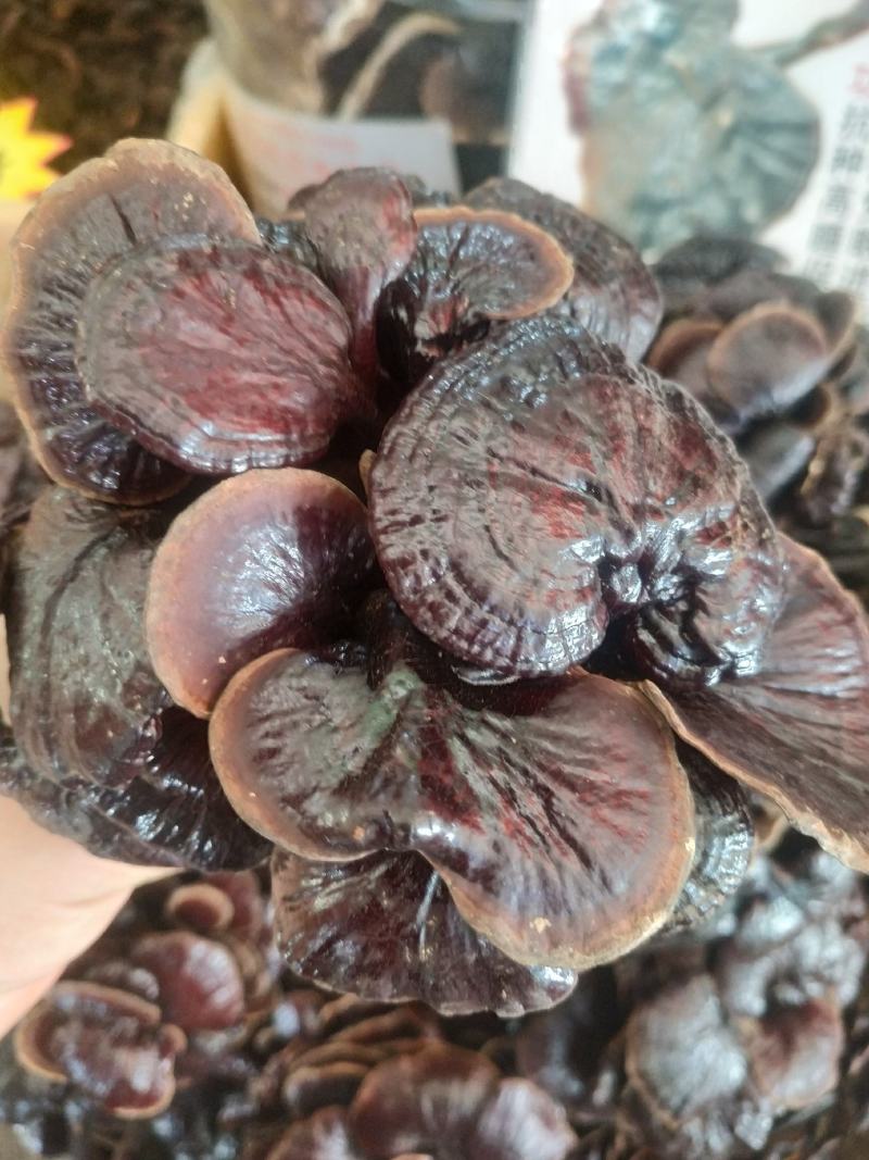 灵芝～野生紫芝～紫灵芝质量保证～1斤起售～
