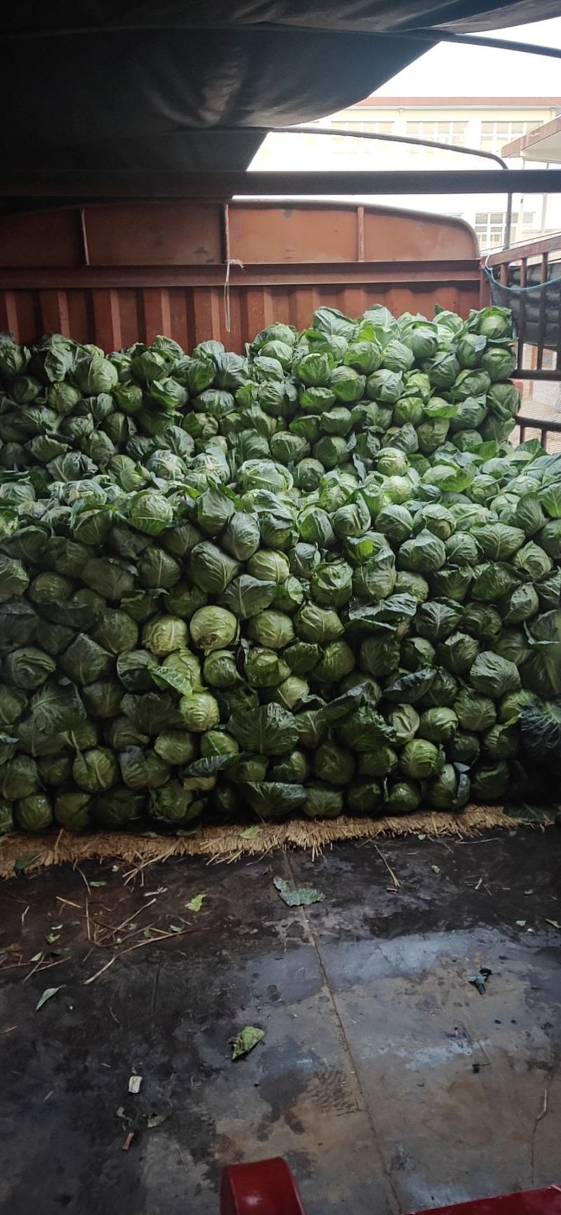 甘肃临洮高原夏菜大量供应，甘蓝价格稳定，货源充足！