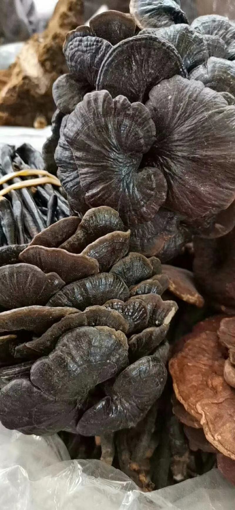 灵芝～野生紫芝～紫灵芝质量保证～1斤起售～