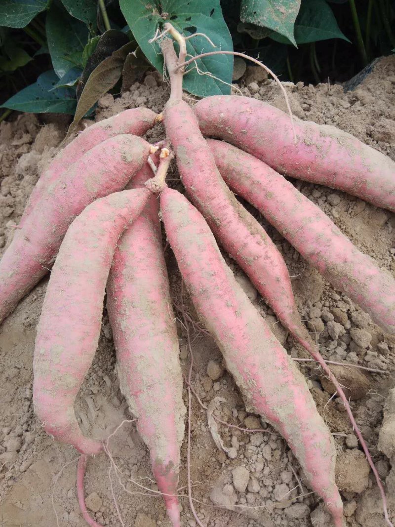 140亩商量19开始上师