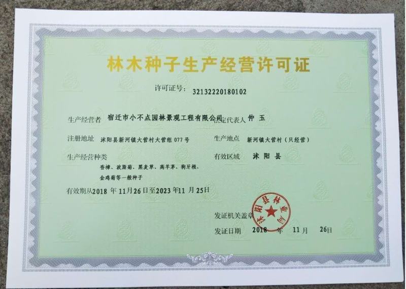 观花四季倒挂金钟盆栽吊钟海棠种子阳台盆栽垂吊灯笼盆栽苗