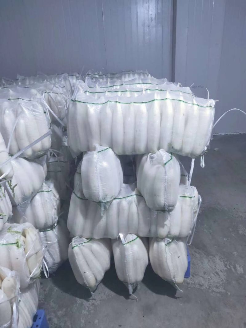 湖北高山精品白萝卜，个大皮薄汁多，价格便宜欢迎咨询