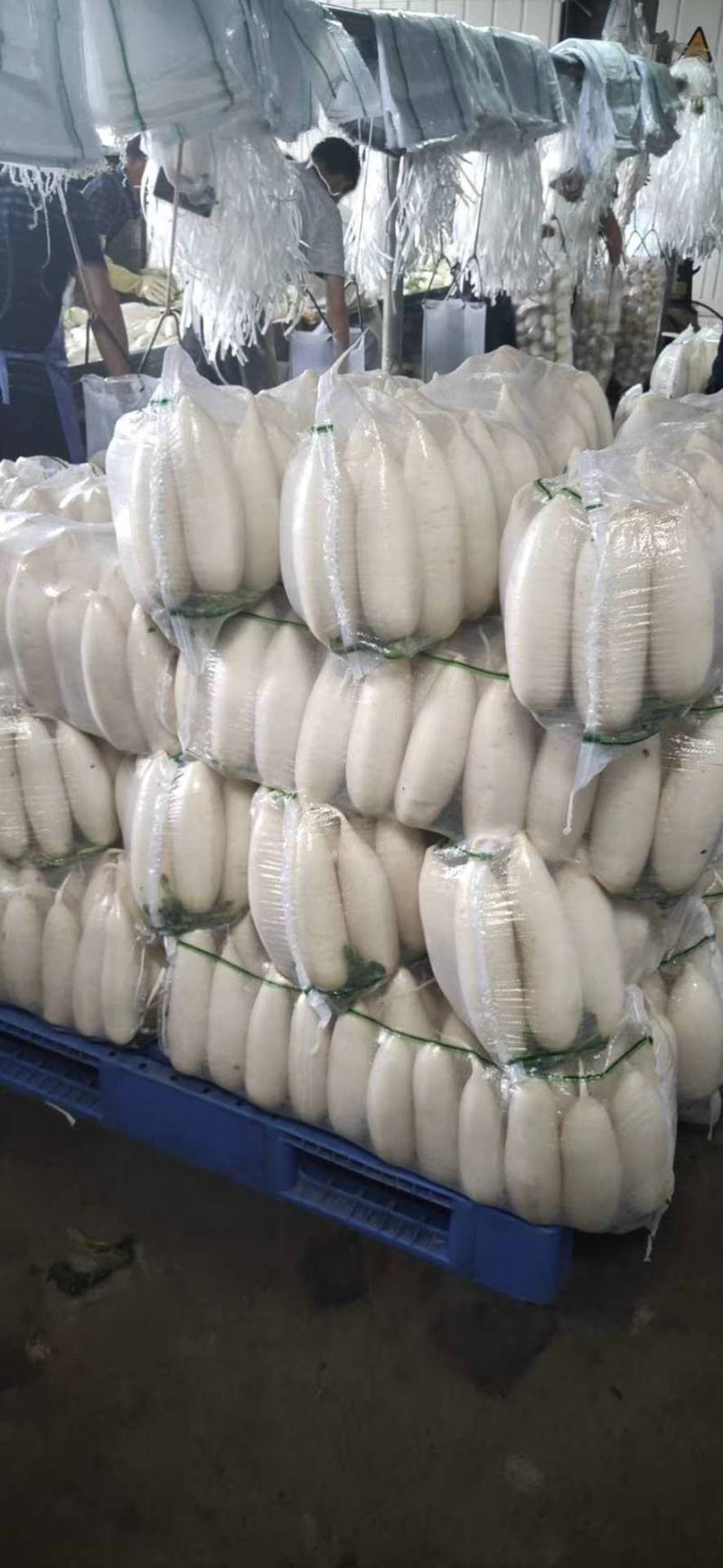 湖北高山精品白萝卜，个大皮薄汁多，价格便宜欢迎咨询