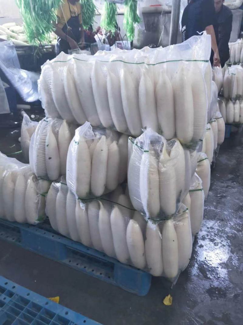 湖北高山精品白萝卜，个大皮薄汁多，价格便宜欢迎咨询
