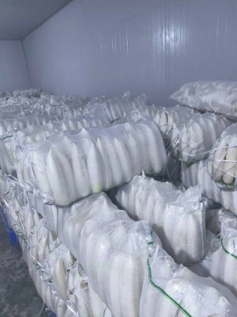 湖北高山精品白萝卜，个大皮薄汁多，价格便宜欢迎咨询
