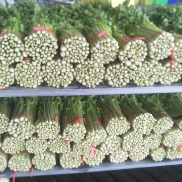 甘肃兰州高原夏季蔬菜