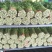甘肃兰州高原夏季蔬菜