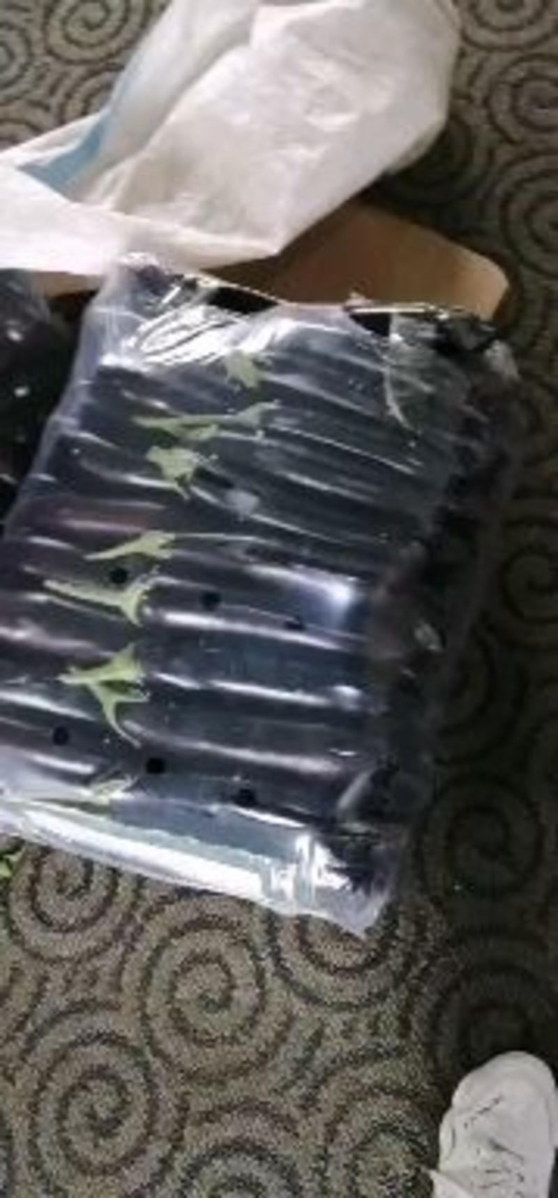 辽宁海城精品绿裤紫茄子，9月份大量上市，产地发货一手货源