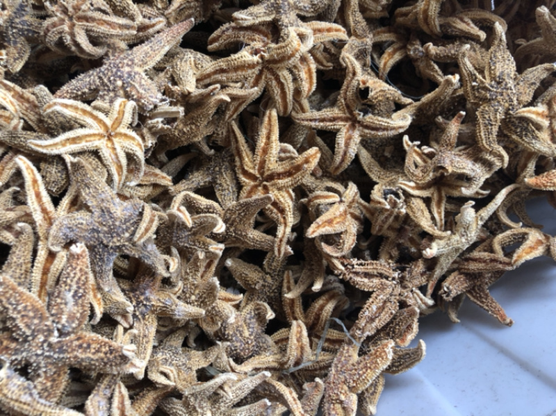 海星一手货源产地直销