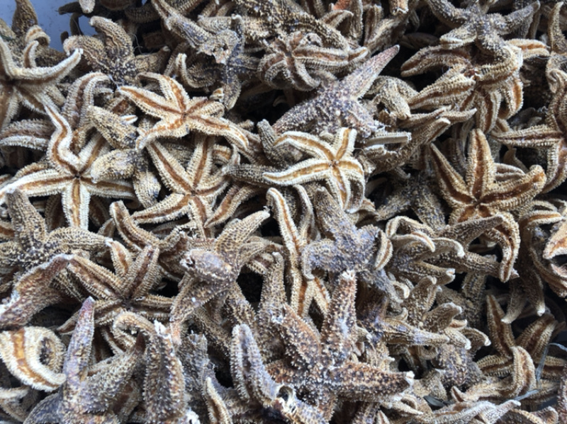 海星一手货源产地直销