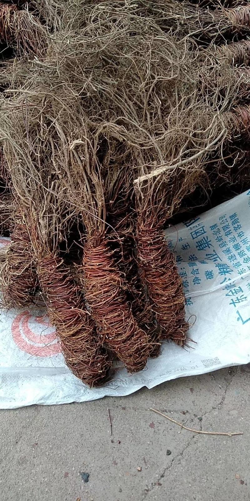 鸡骨草～全新货上市～1公斤起售欢迎咨询采购
