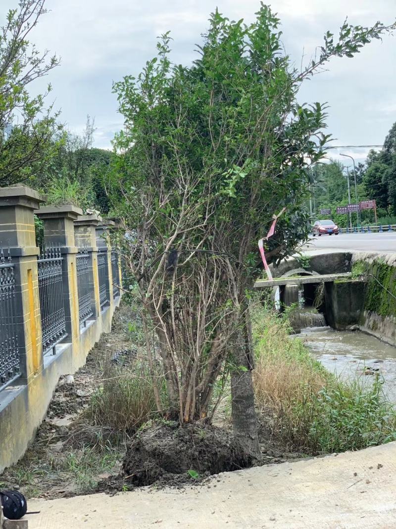 成都批发丛生石榴丛生石榴树基地直销一手货源视频看货