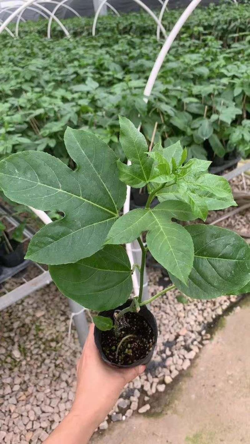 黄金台农紫香满天星百香果苗当年挂果脱毒种苗无毒隔离