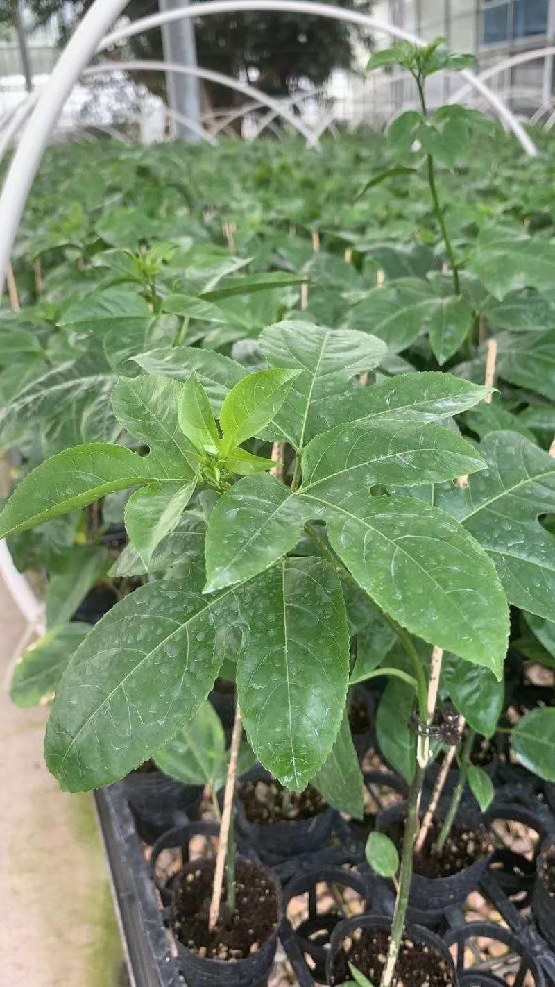 黄金台农紫香满天星百香果苗当年挂果脱毒种苗无毒隔离