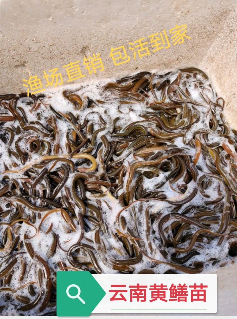 黄鳝苗（送货上门、传授养殖技术，技术指导）