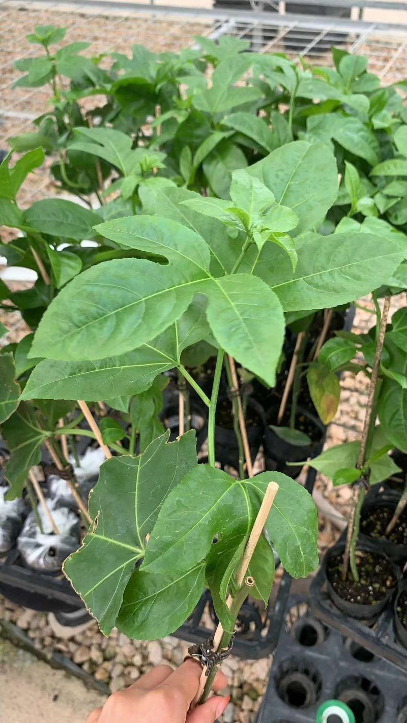 黄金台农紫香满天星百香果苗当年挂果脱毒种苗无毒隔离