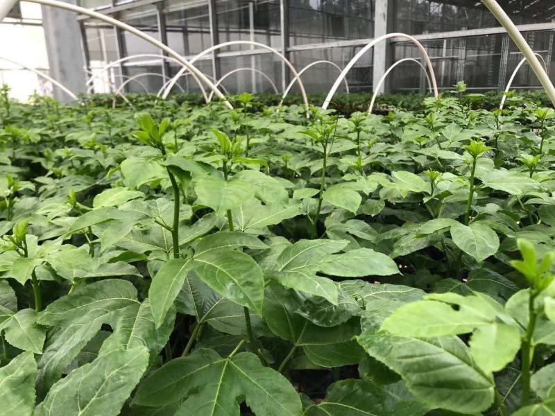 黄金台农紫香满天星百香果苗当年挂果脱毒种苗无毒隔离