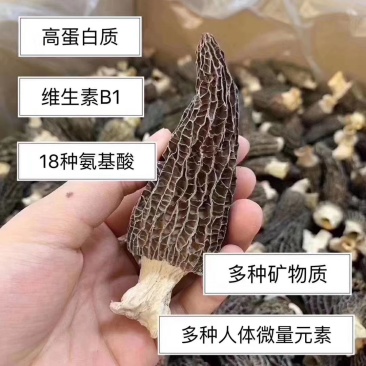 羊肚菌～新货～肉厚～1斤起售～欢迎咨询采购