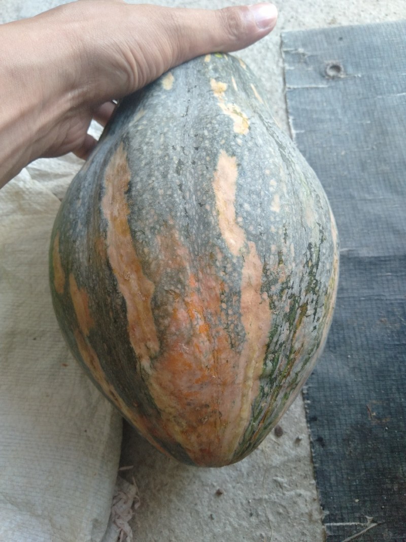 粤北瑶山农家自种香芋南瓜