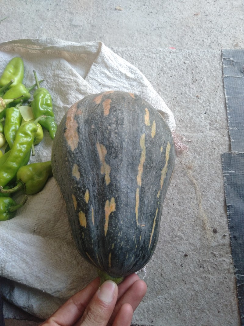 粤北瑶山农家自种香芋南瓜