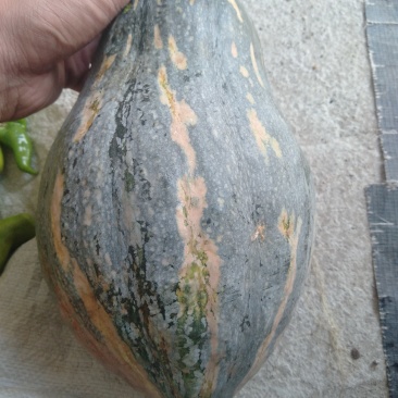 粤北瑶山农家自种香芋南瓜
