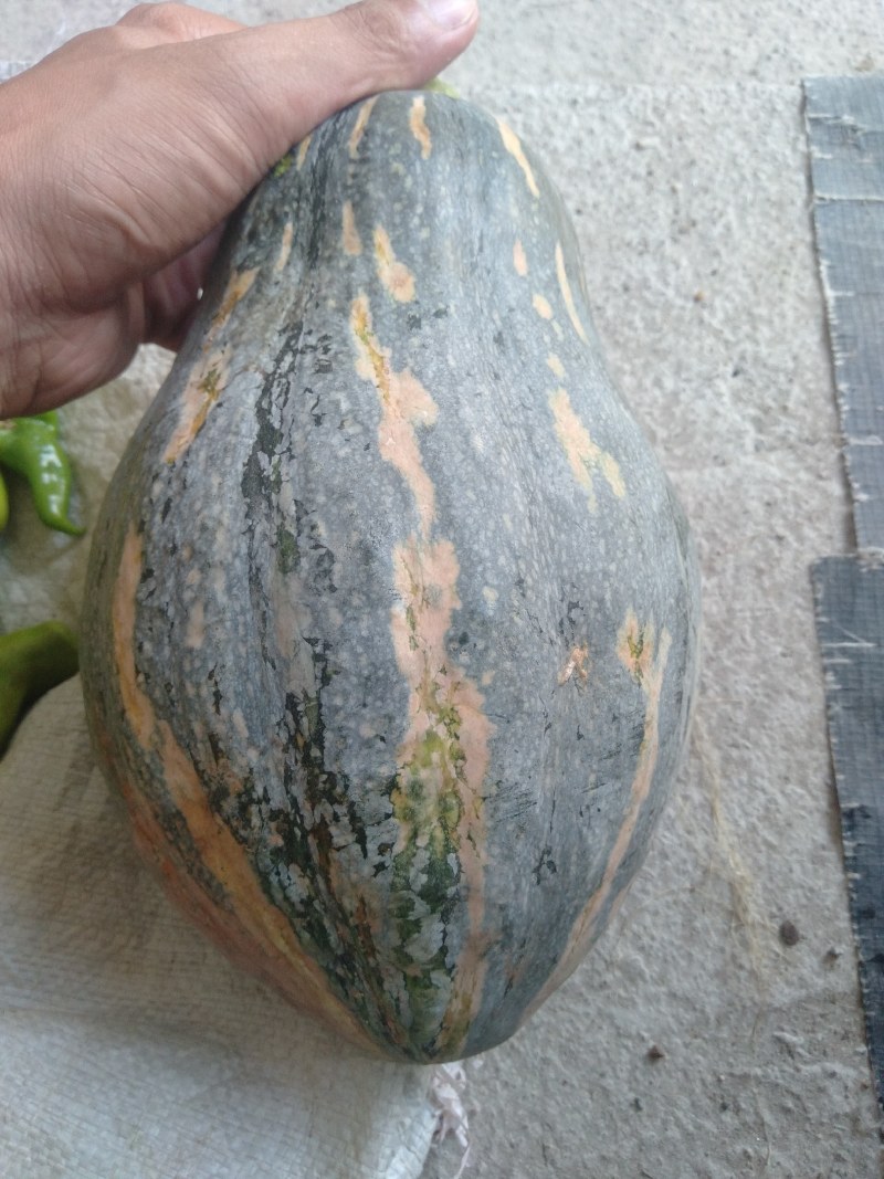 粤北瑶山农家自种香芋南瓜