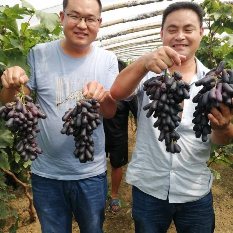 甜蜜蓝宝石葡萄苗当年结果包成活