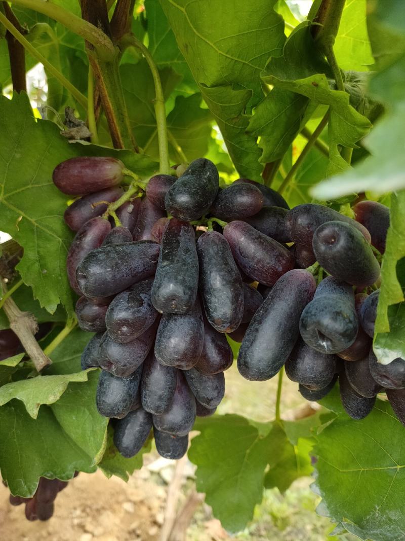 甜蜜蓝宝石葡萄苗当年结果包成活