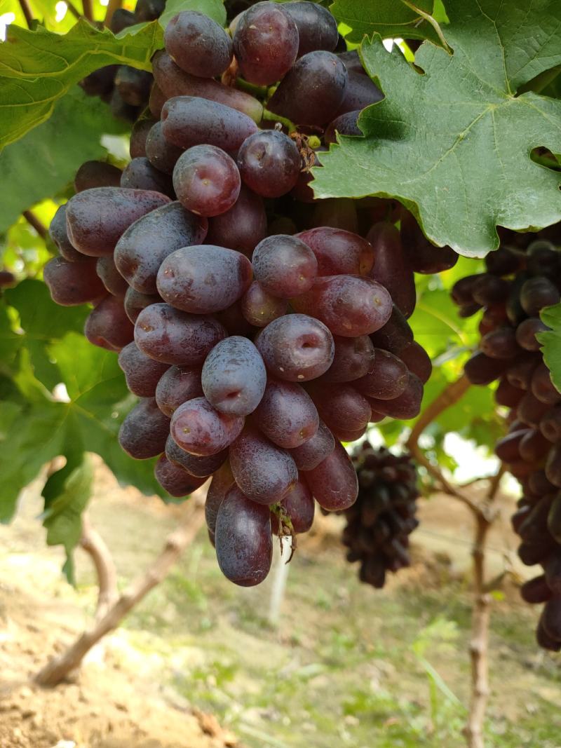 甜蜜蓝宝石葡萄苗当年结果包成活