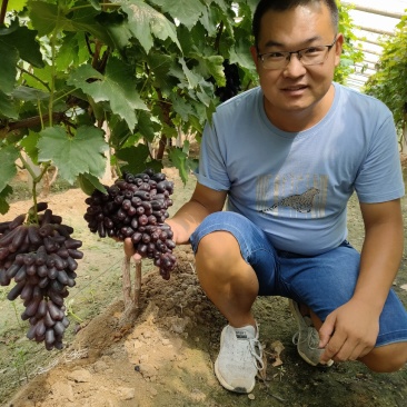 甜蜜蓝宝石葡萄苗当年结果包成活
