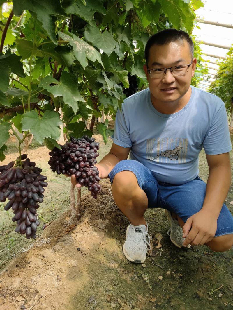 甜蜜蓝宝石葡萄苗当年结果包成活