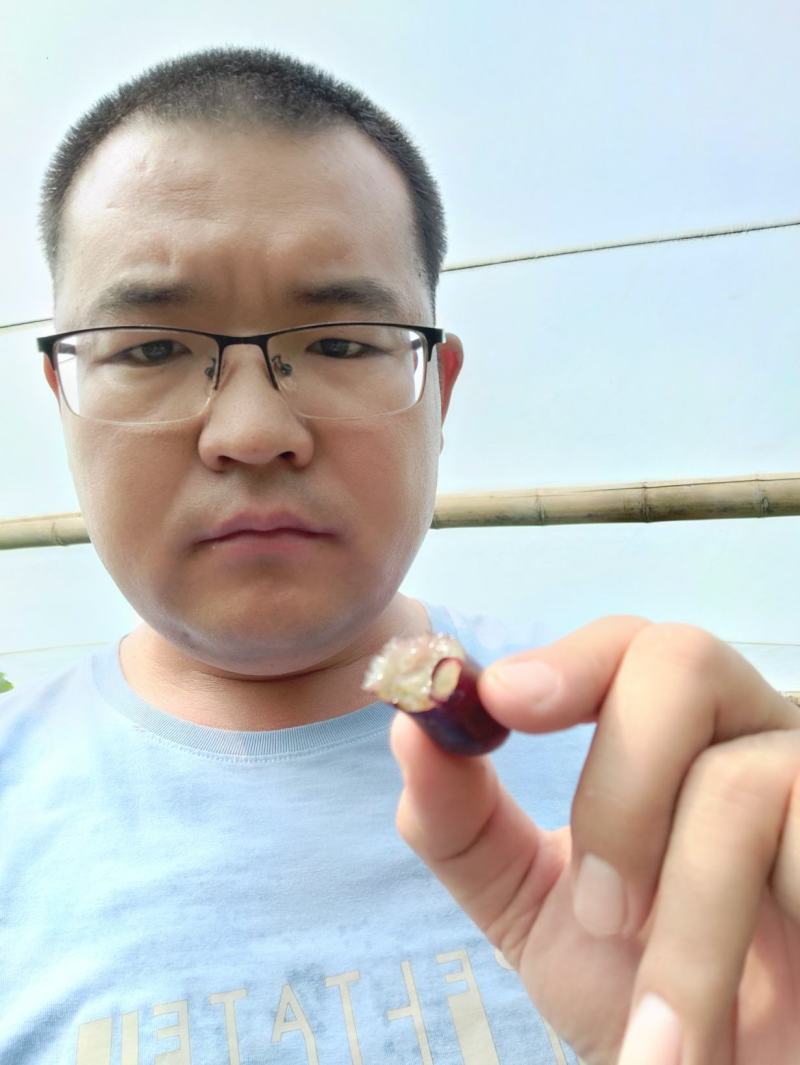 甜蜜蓝宝石葡萄苗当年结果包成活
