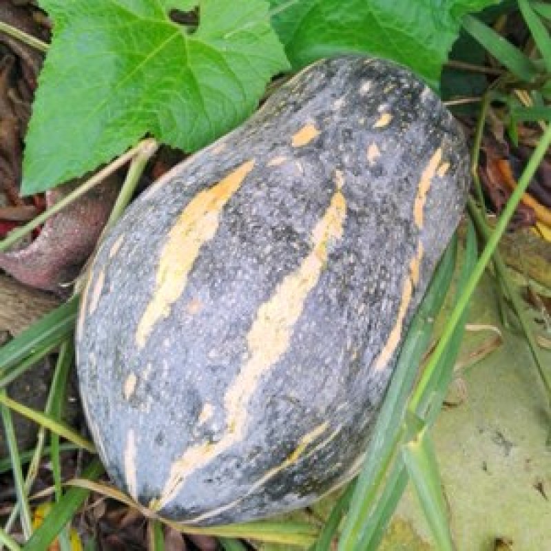 粤北瑶山农家自种香芋南瓜