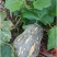 粤北瑶山农家自种香芋南瓜