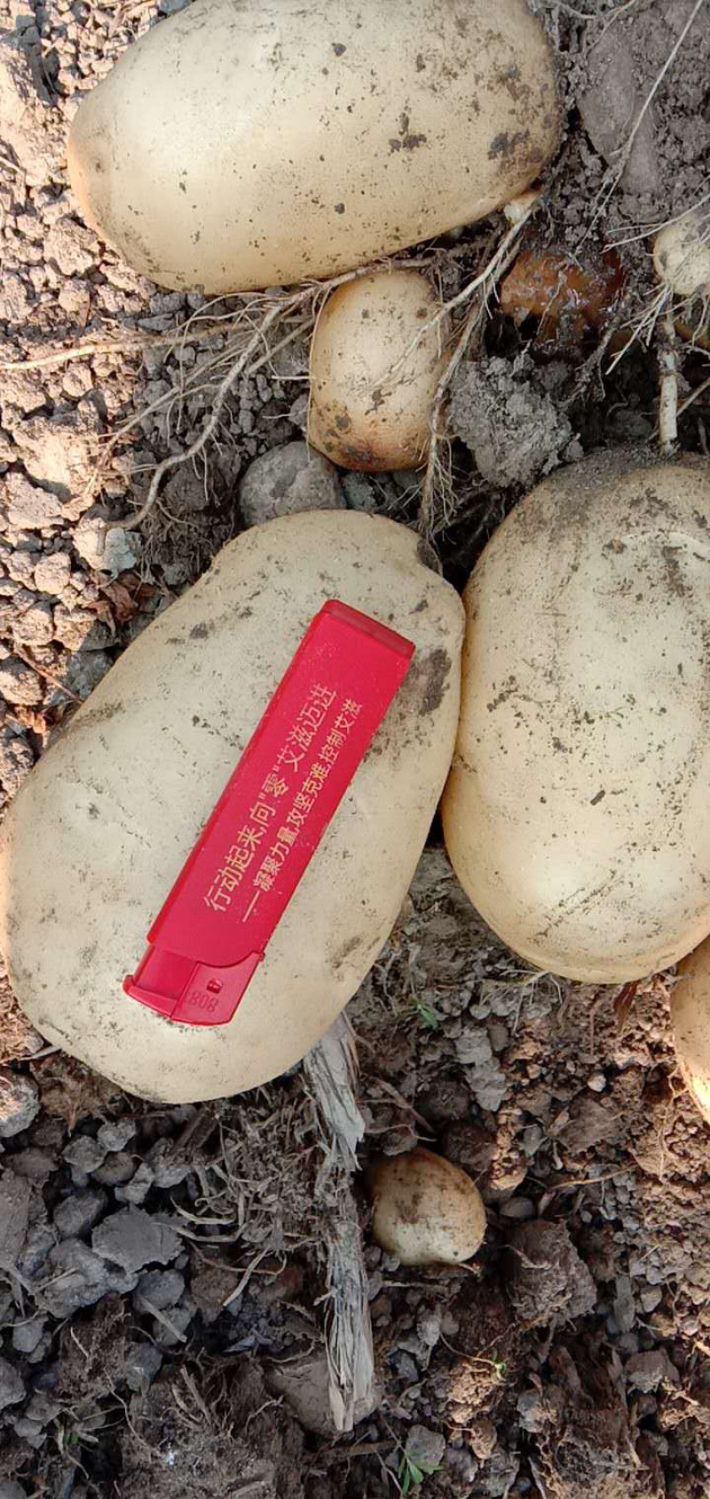 基地各类土豆够供应，可发样品试货