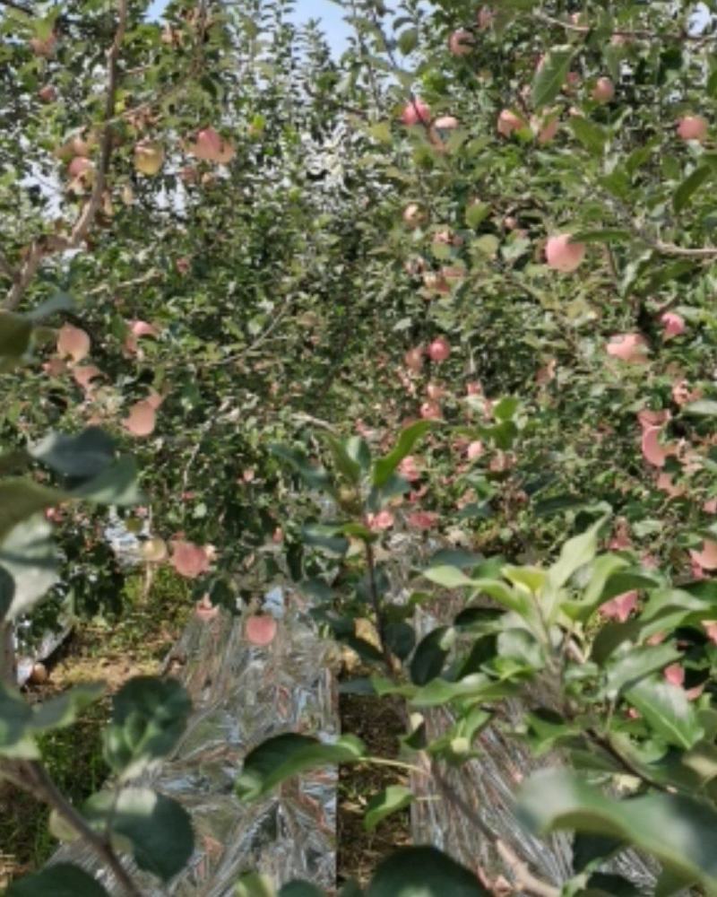 陕西苹果红甜富士上市了大量有货！75起步货源充足欢迎广大