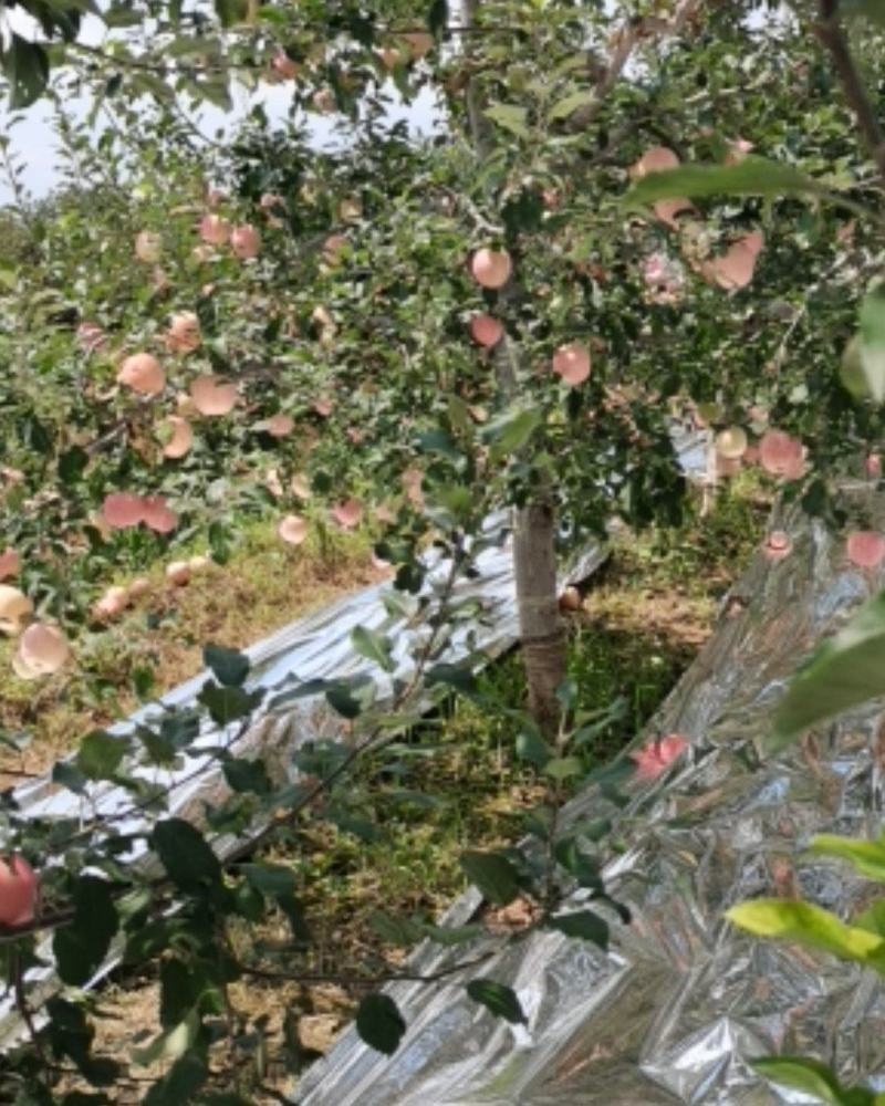 陕西苹果红甜富士上市了大量有货！75起步货源充足欢迎广大
