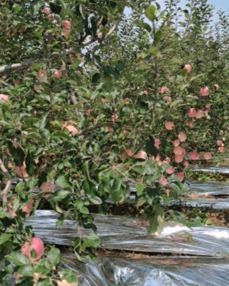 陕西苹果红甜富士上市了大量有货！75起步货源充足欢迎广大
