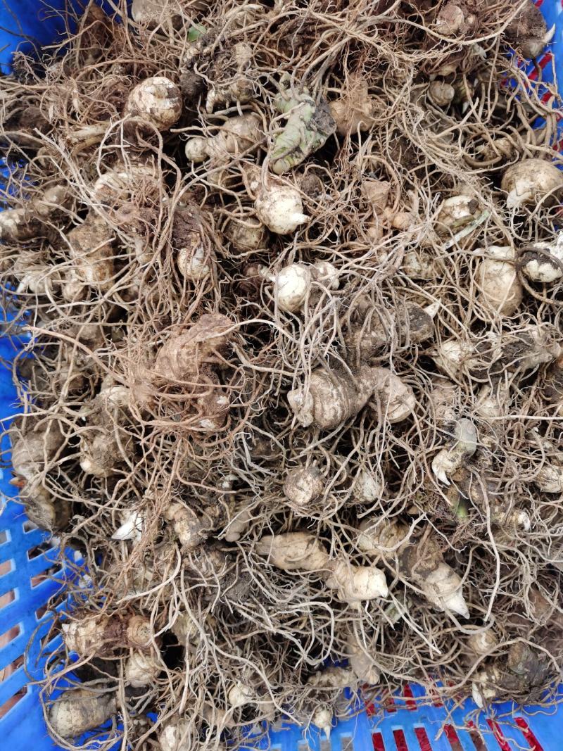 贵州大鸡头甜黄精种茎出售，有想法的大胆来聊