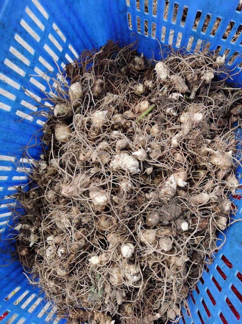 贵州大鸡头甜黄精种茎出售，有想法的大胆来聊