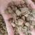 覆盆子～新货涨价中～170~一公斤起售~